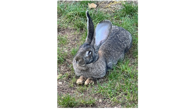 le lapin Rocco