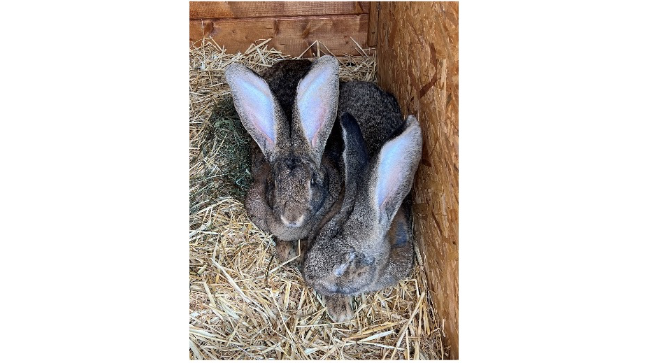 le lapin Rocco et Bertha