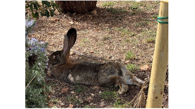 le lapin Rocco