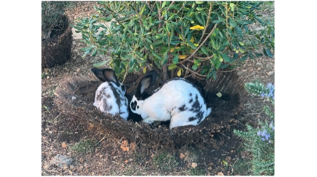 le lapin Clara et Roméo