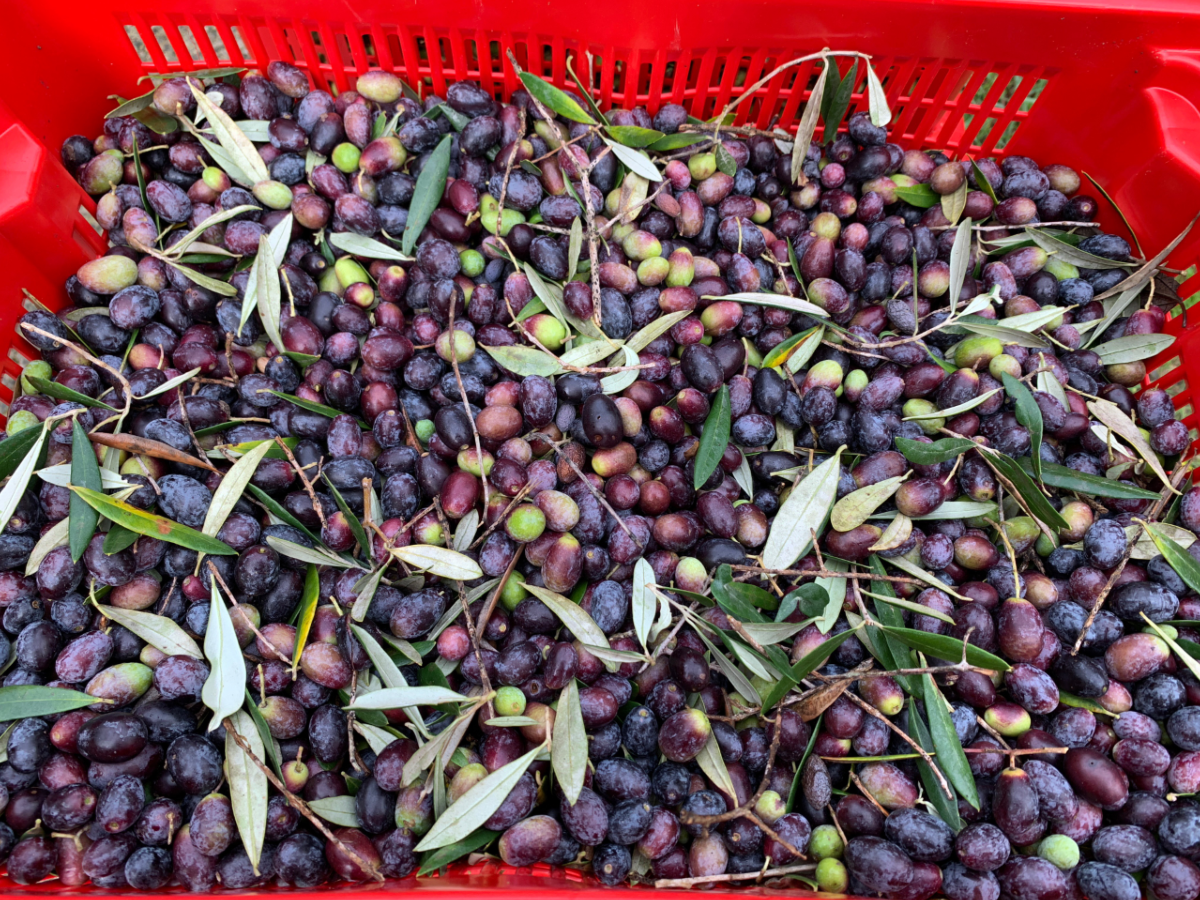 récoltes d'olives